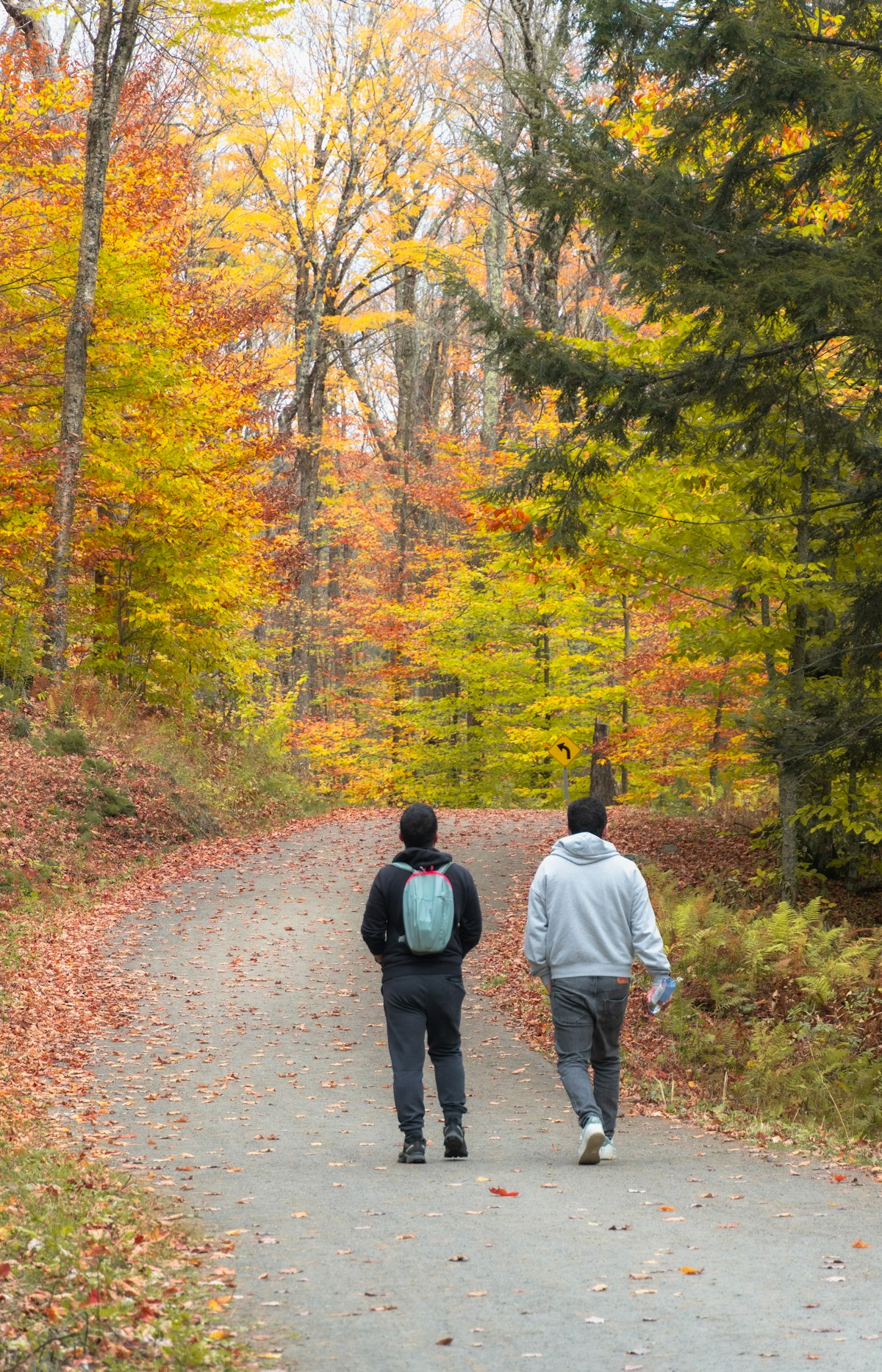 紅葉の森を歩く2人の後ろ姿・仲間と歩く道