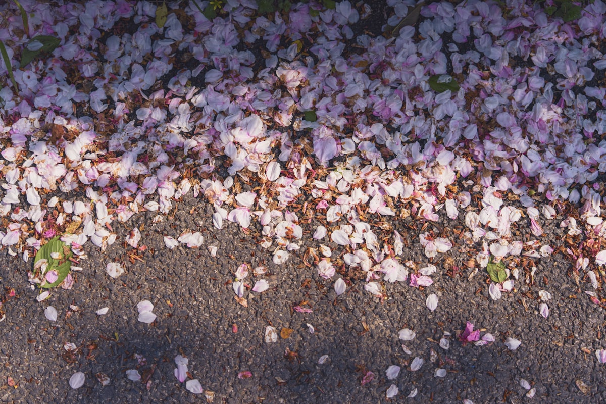 桜の花びらが舗装路に散る・春の柔らかい光
