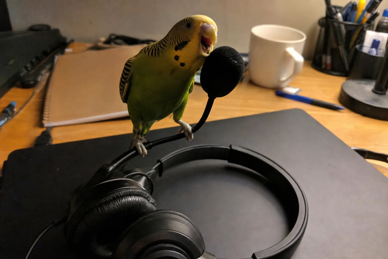 安物ヘッドセットのマイクに止まり、くちばしを開けてしゃべりかけるインコ