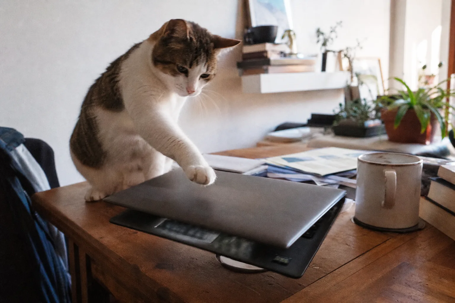 猫が前足でノートPCの蓋を閉じている瞬間