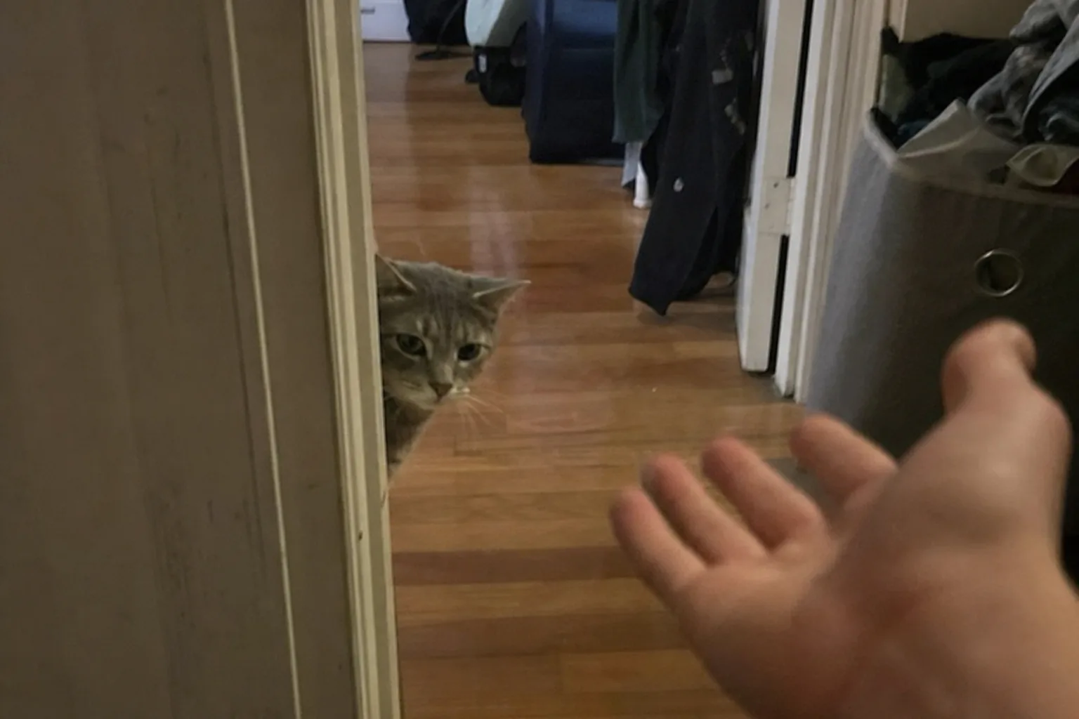 差し出された手をドアの陰からじっと警戒する猫