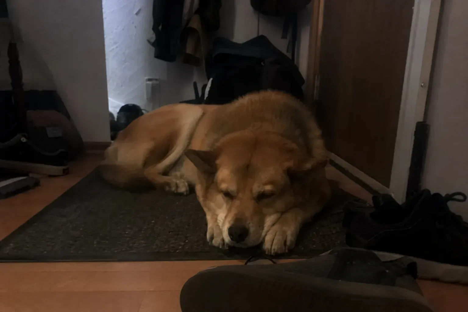 玄関マットに顎を乗せてぐったり伏せる犬、夜