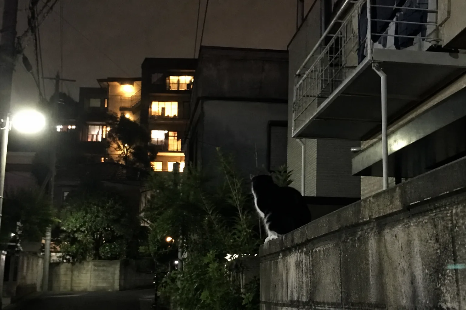 夜、塀の上に一匹で座り、明かりのついた窓を見ている猫