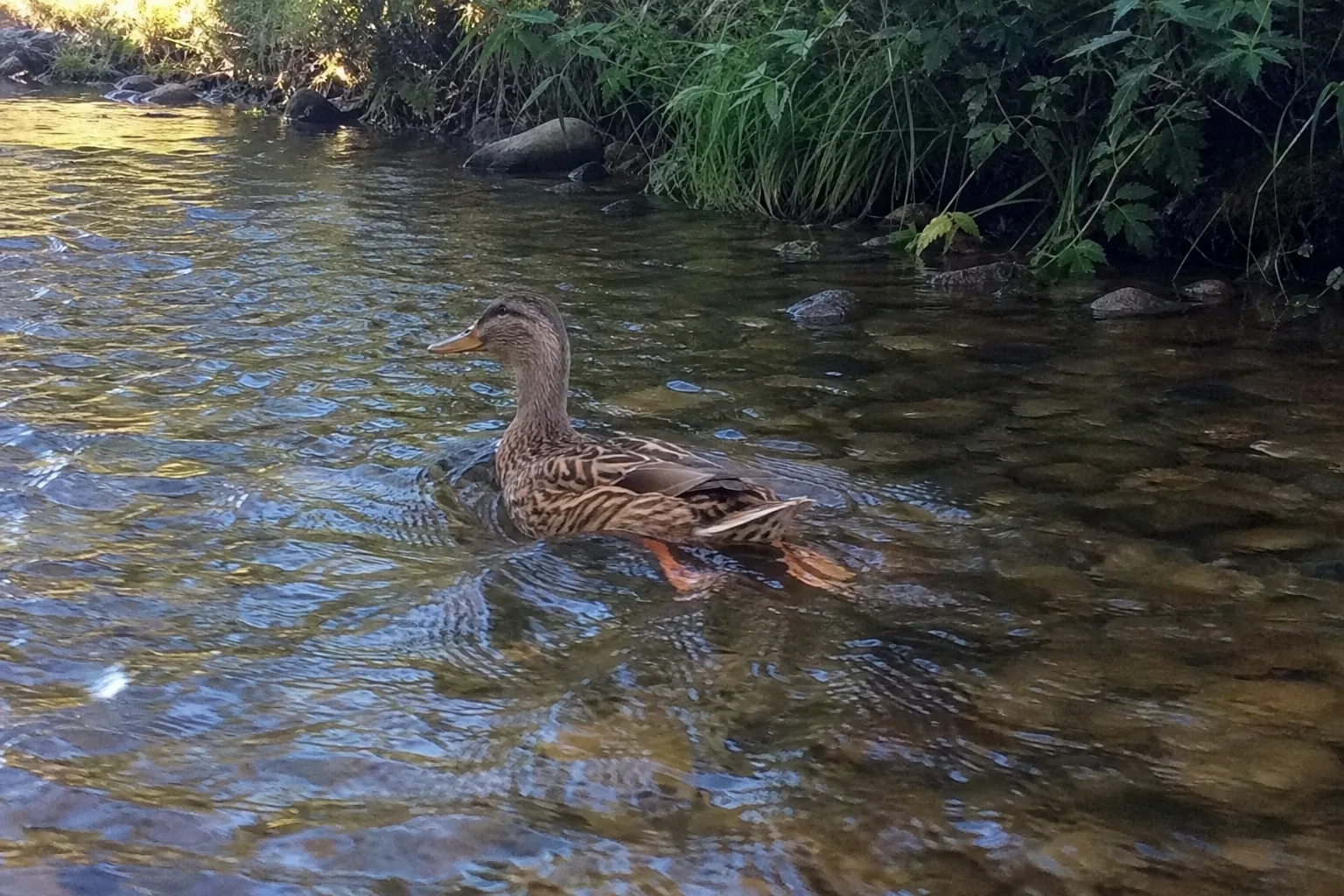澄んだ小川で上流へ必死に水かきする鴨、足が水面下に見える