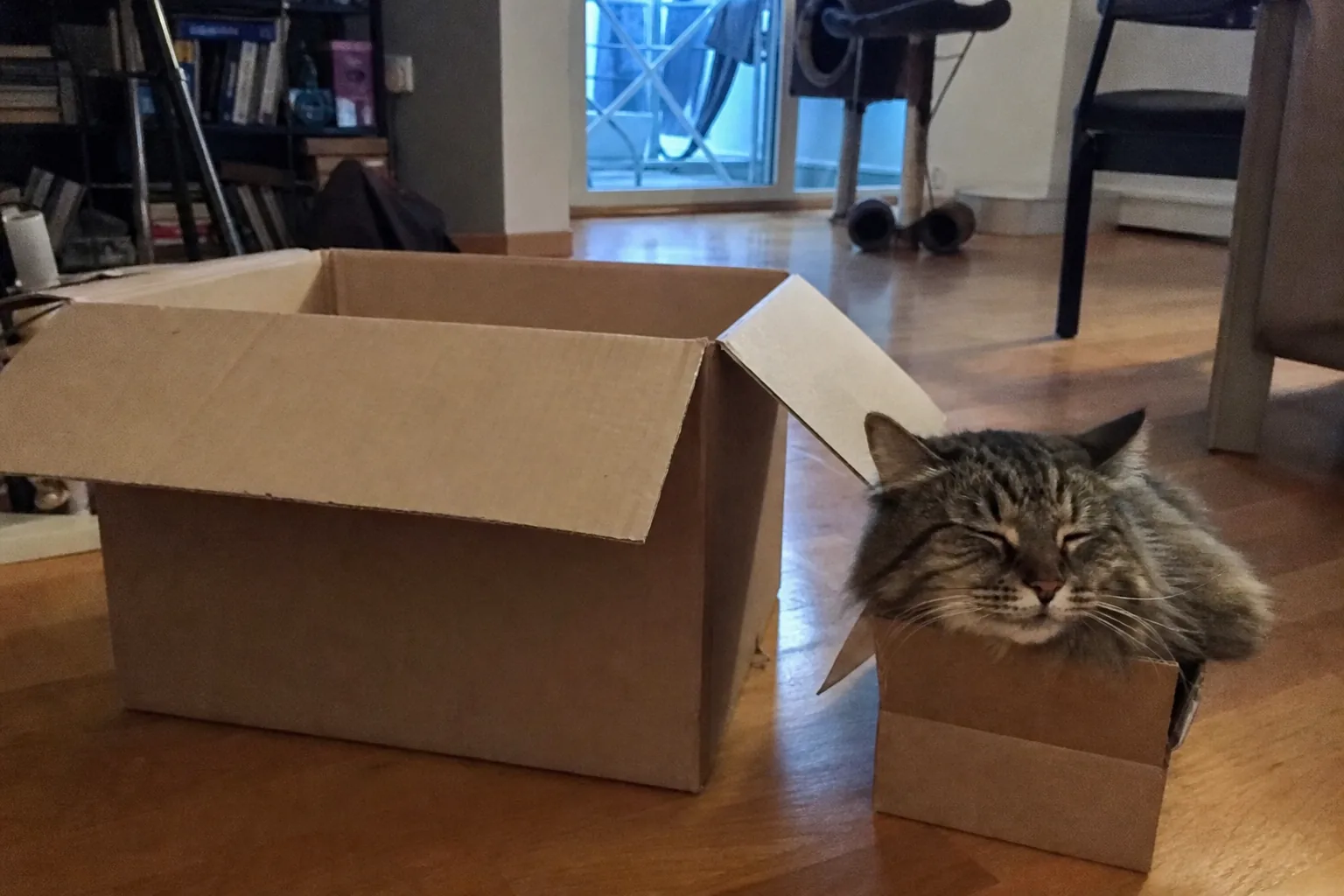 猫が大きい箱を無視して小さい箱に収まって満足している
