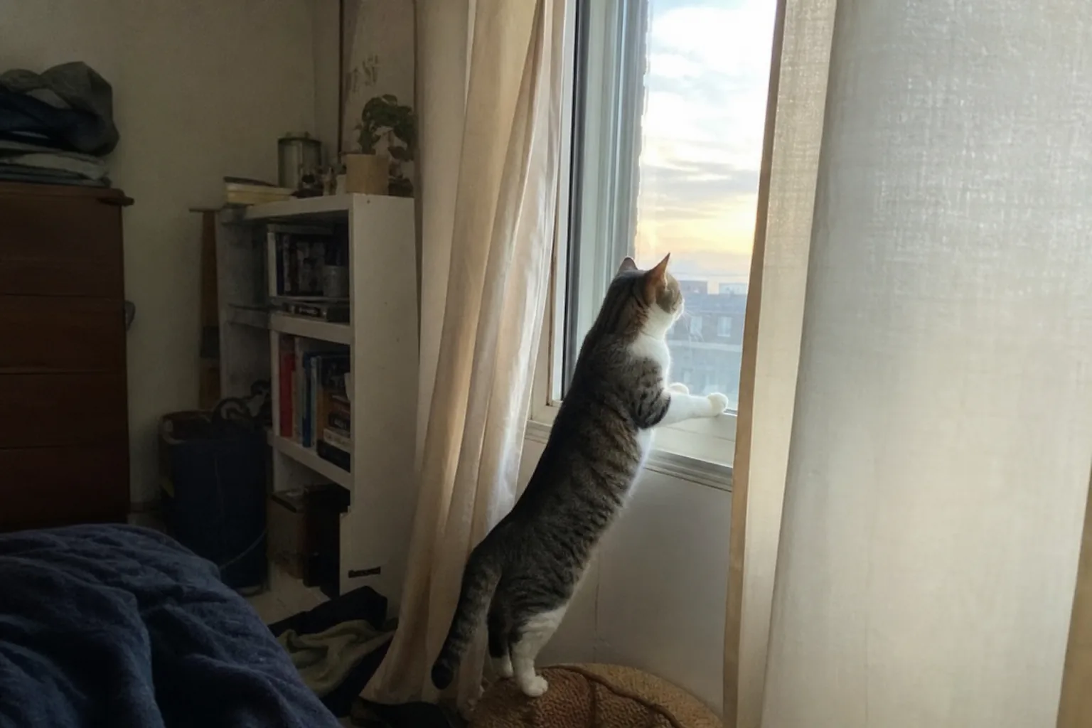 猫が窓枠に後ろ足で立って外を見上げる朝