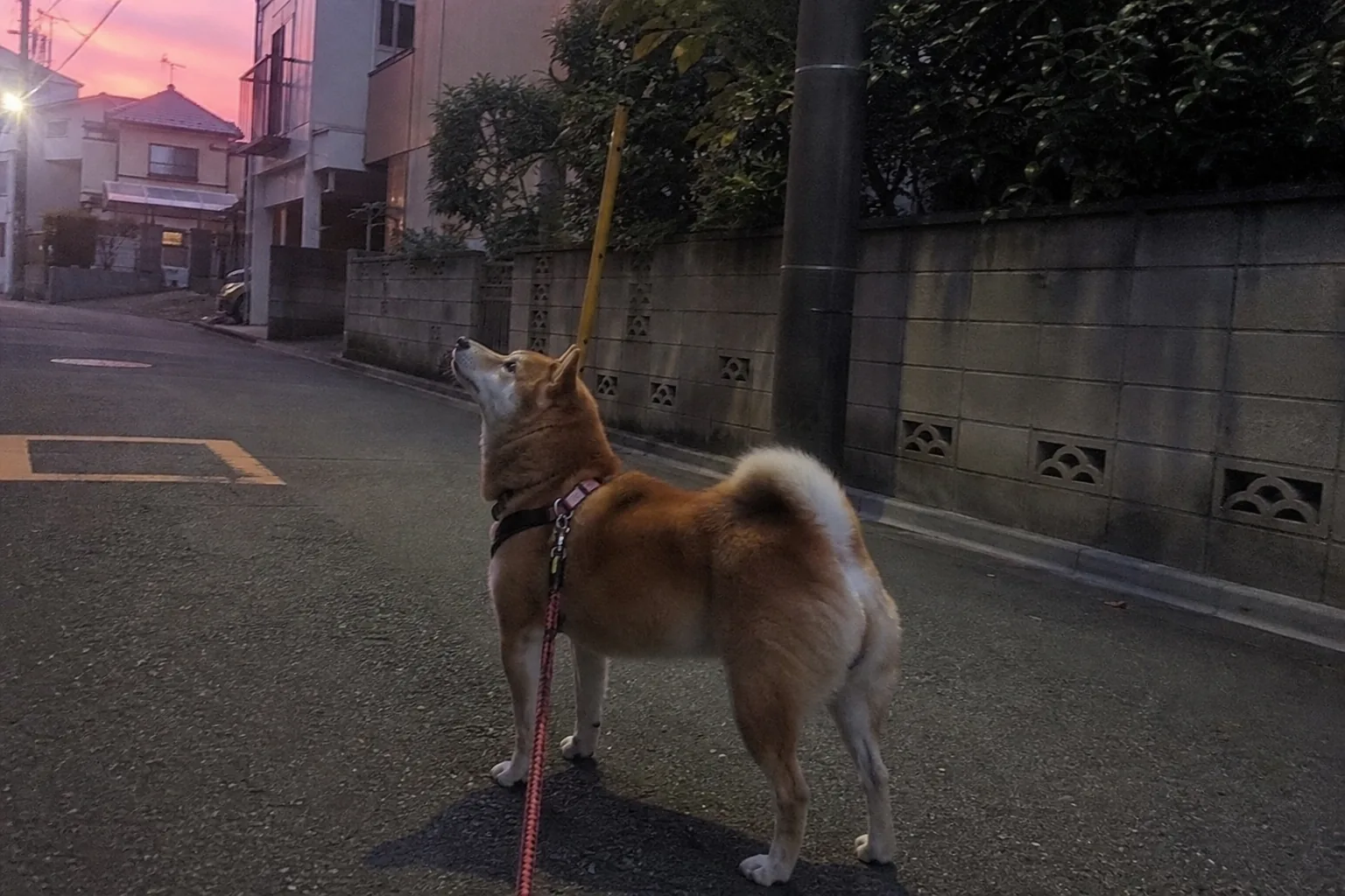 朝の散歩中に立ち止まって空を見上げる犬
