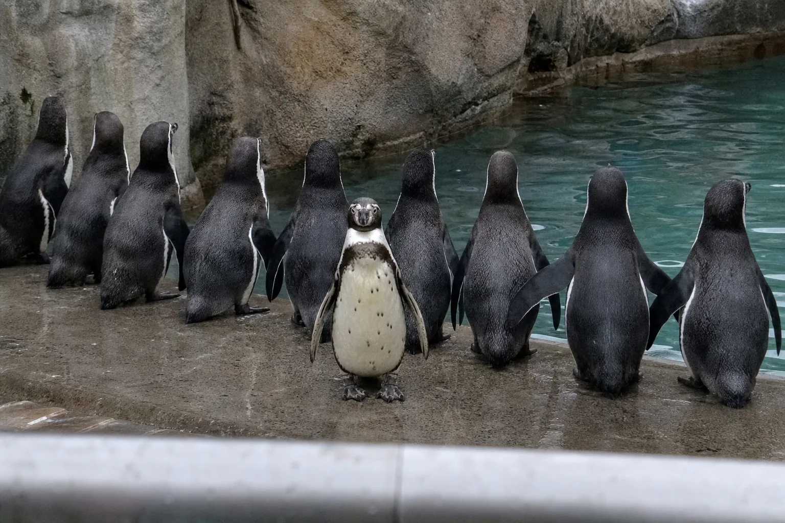 同じ方向を向いて並ぶペンギンの中で、一羽だけ反対を向いていた——俺はどれでもなかった