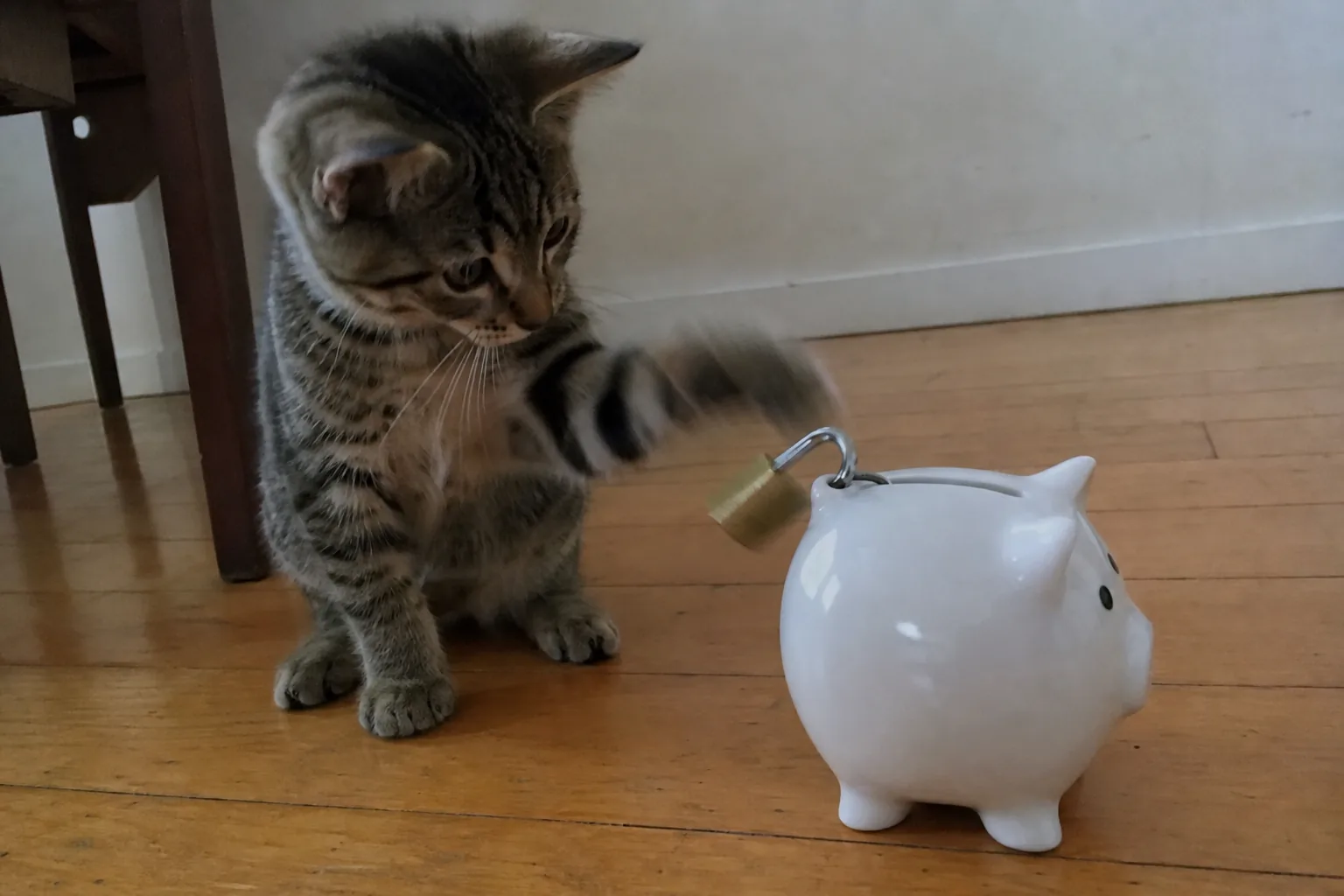 南京錠のかかった貯金箱に、子猫が前足でちょっかいを出した一瞬
