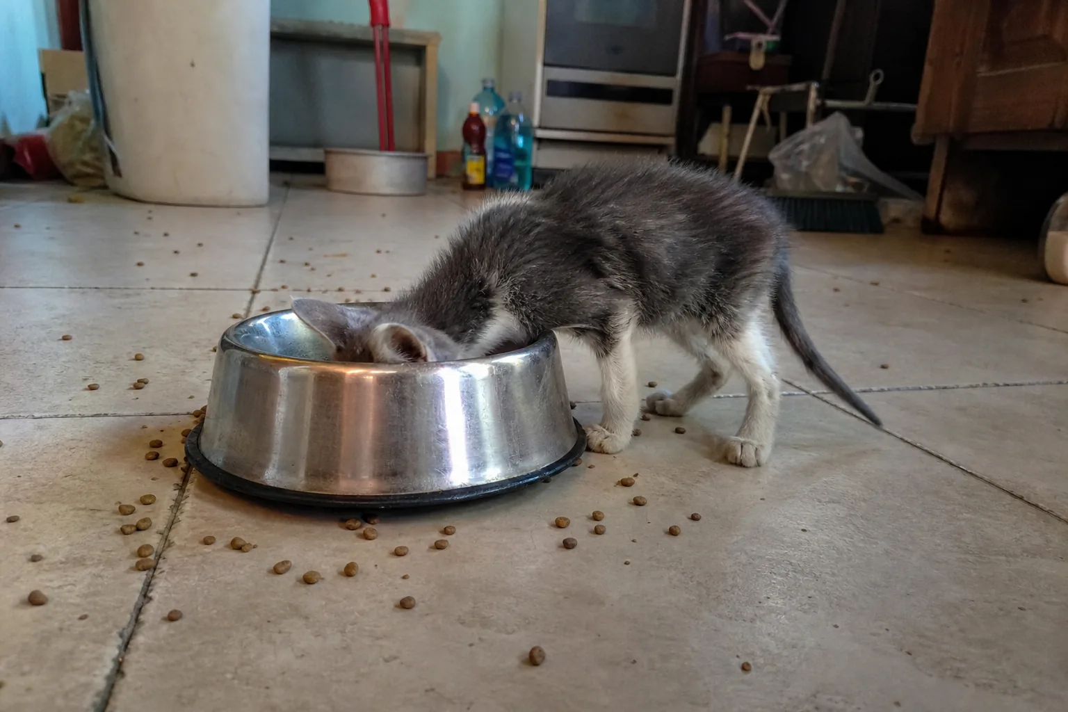 ガリガリの子猫が自分より大きなフード皿に顔を突っ込んでいる