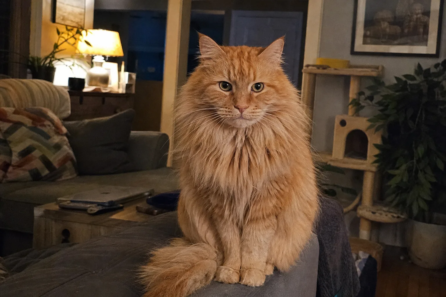 ソファの肘掛けにライオンのように座る長毛のオレンジ猫がこちらを見ている