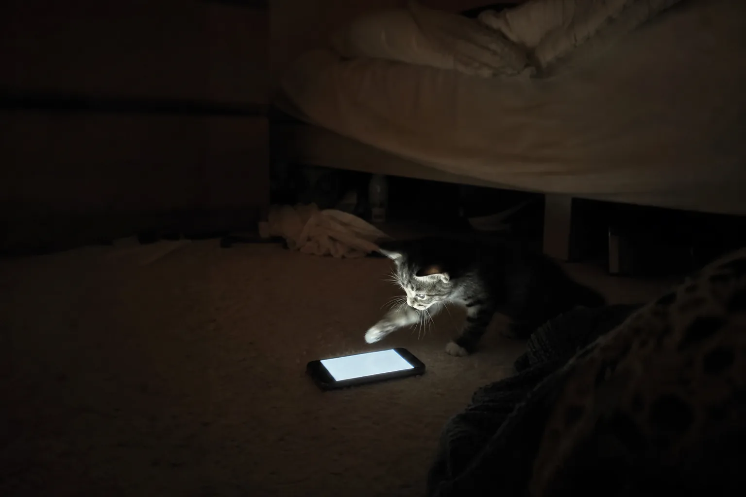 真っ暗な部屋、床に置かれたスマホの光に前足を伸ばす子猫