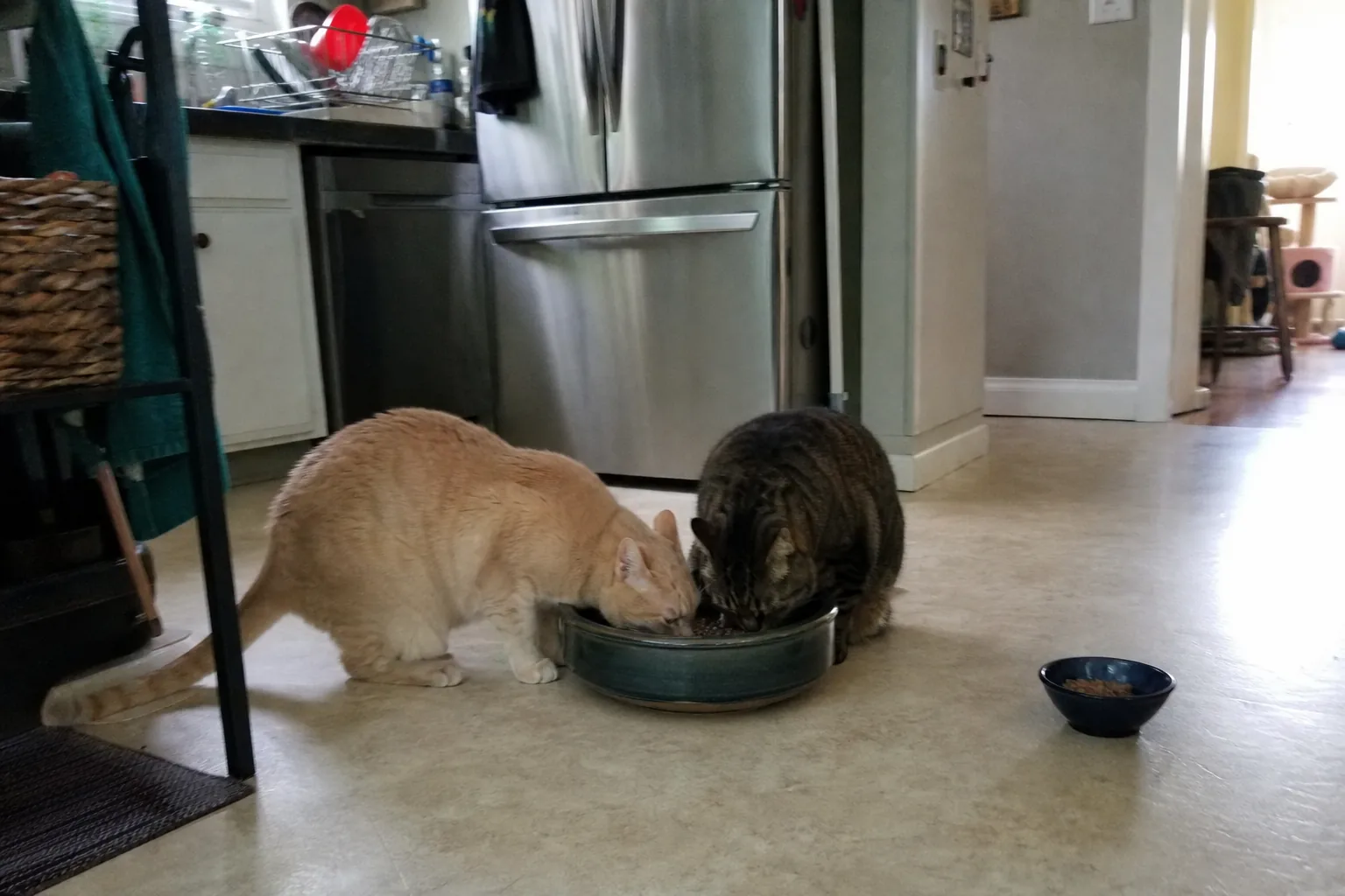 大きな1つの皿から並んで食べる2匹の猫、少し離れた小皿が1つ（動）