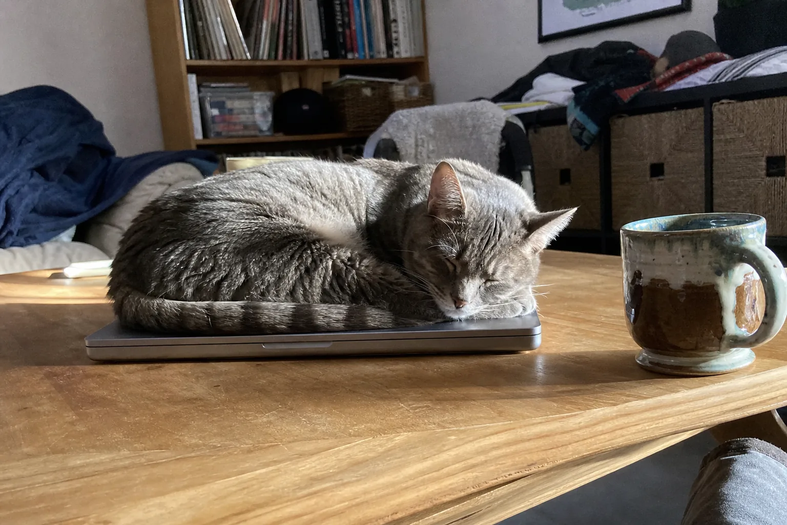 閉じたノートPCの上で寝ている猫、朝の光