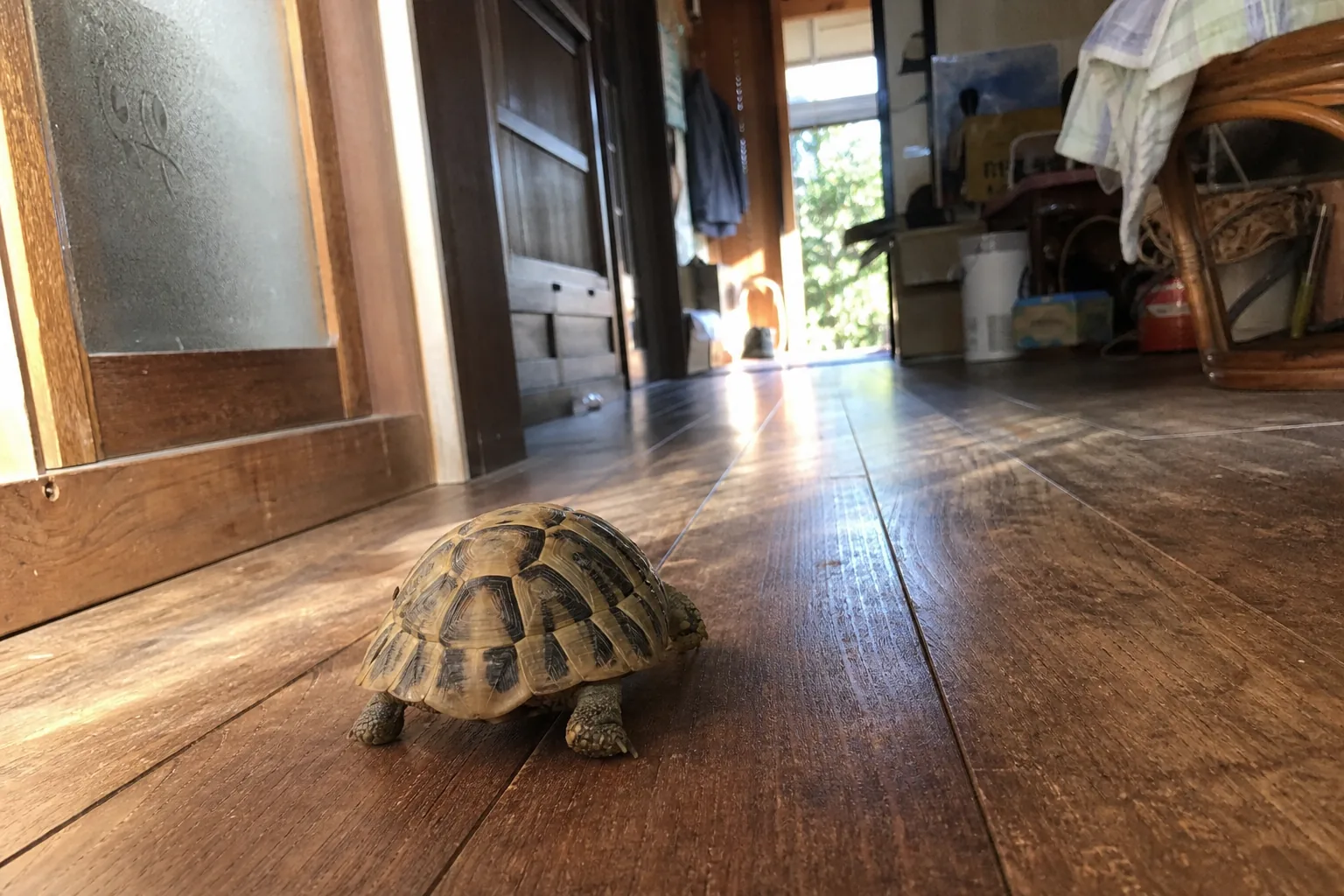 日の当たる廊下をゆっくり歩くリクガメ（動）