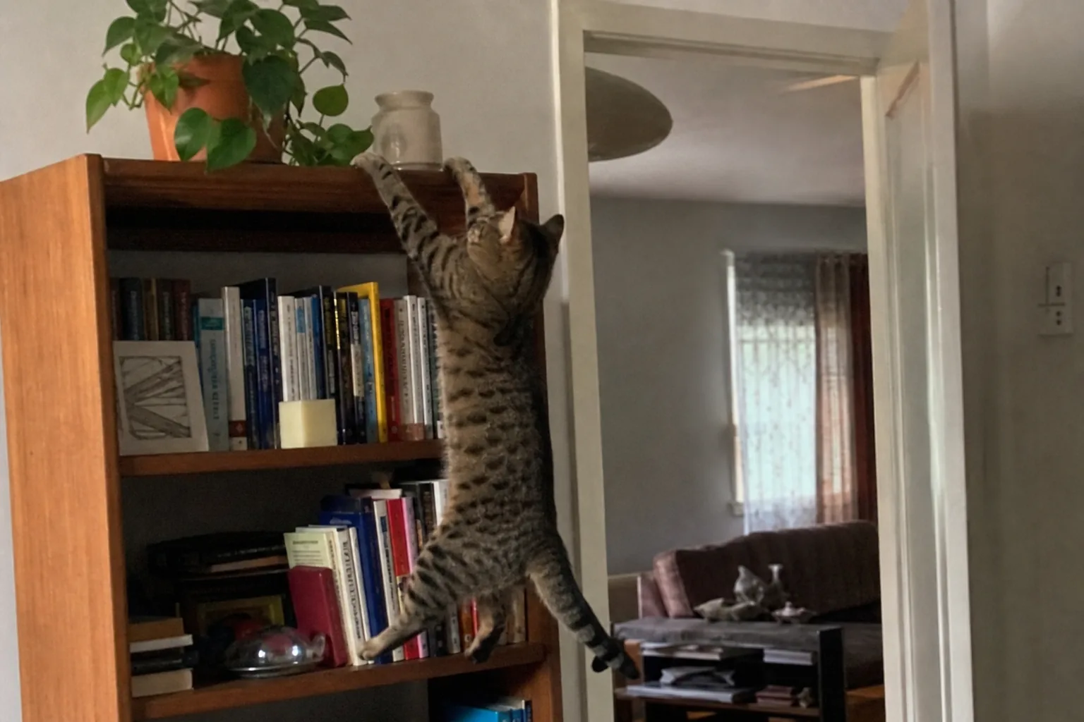 ジャンプに失敗して棚の縁に前足だけでぶら下がる猫