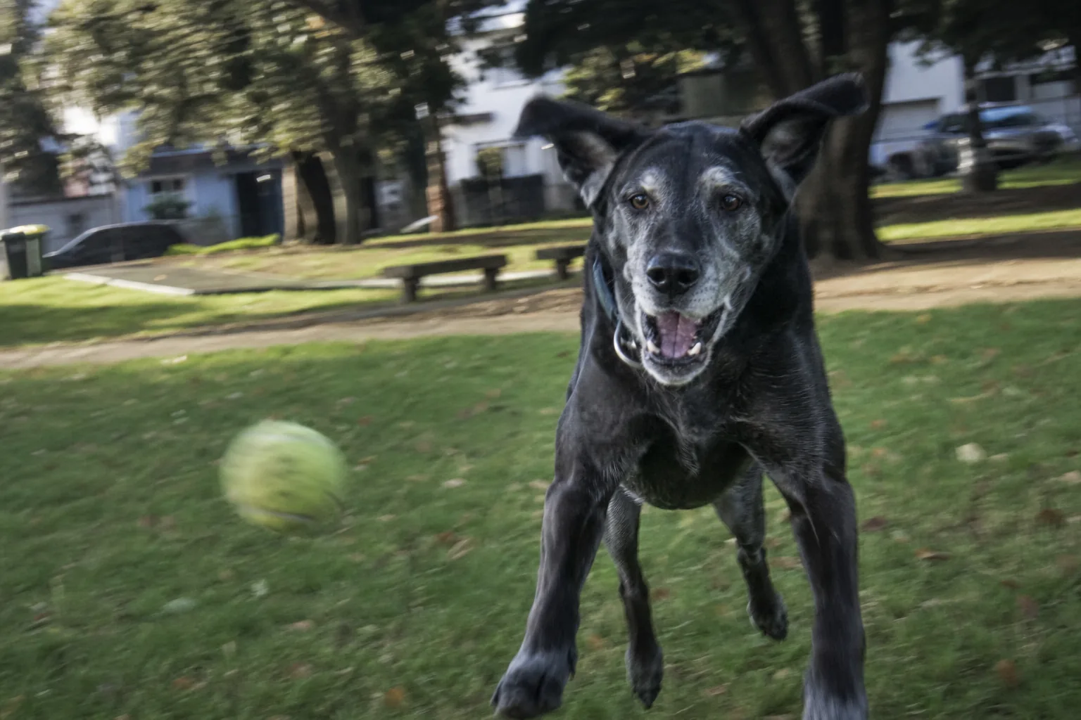 口元が白くなった老犬がボールを咥えようと跳んでいる瞬間
