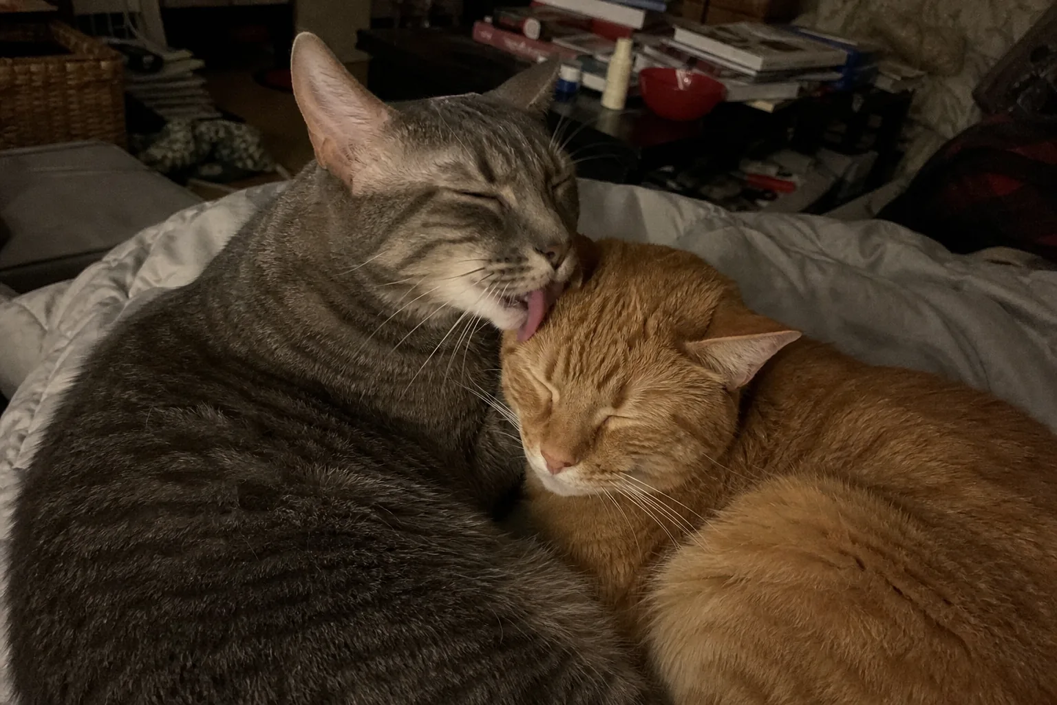 ソファで互いに毛づくろいする2匹の猫
