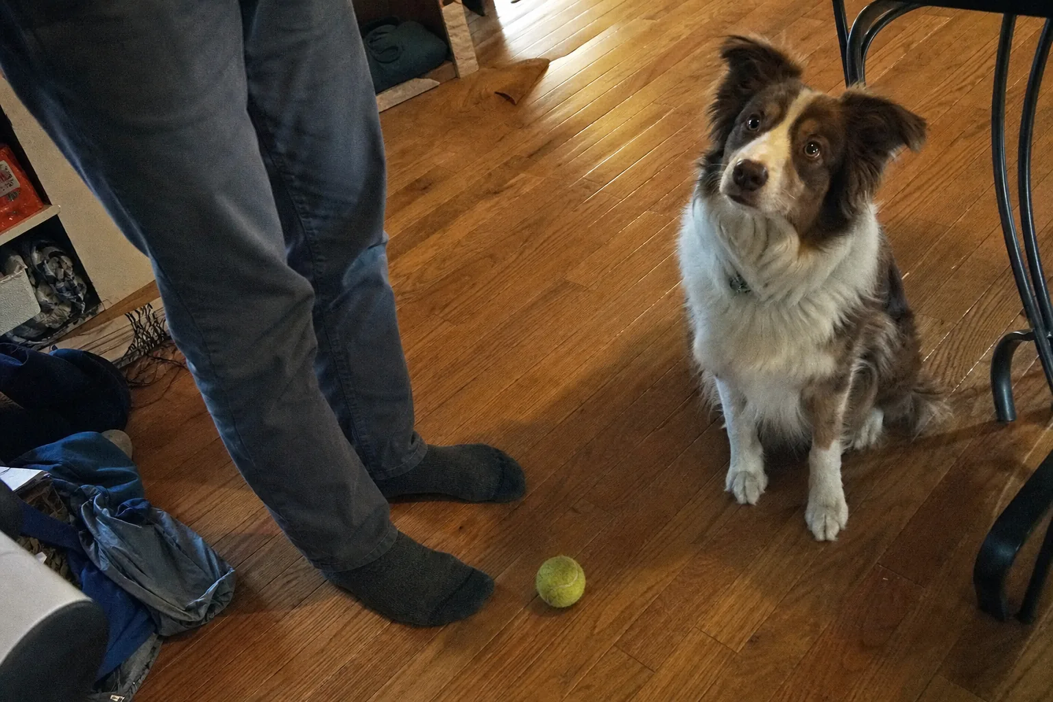 テニスボールを足元に落として、じっと待つ犬