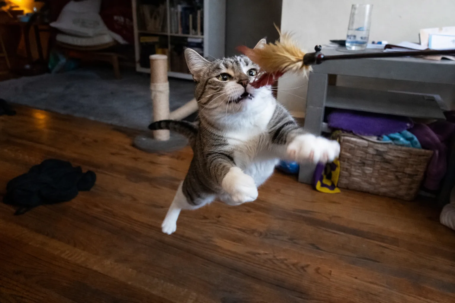 目の前で揺れる釣り竿型の猫じゃらしに、噛みつく直前で止まっている猫