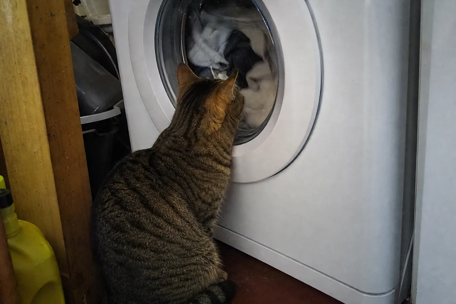 回転中のドラムの丸窓に顔を寄せて覗き込む猫