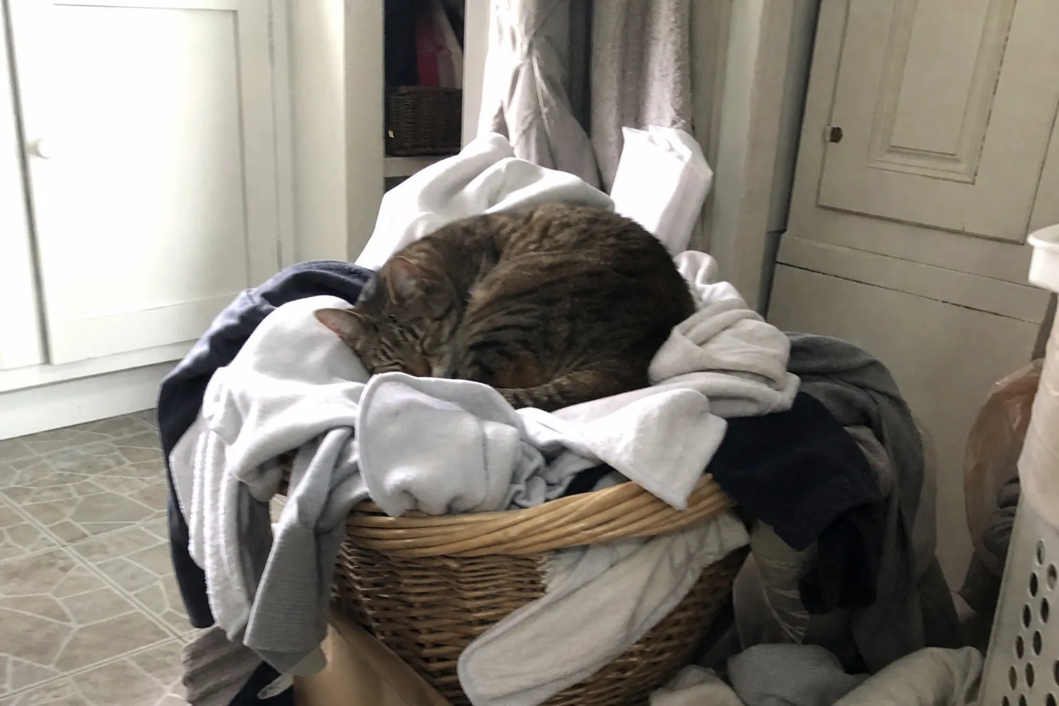 乾燥機から出したばかりの温かい洗濯物の山の上で丸くなる猫