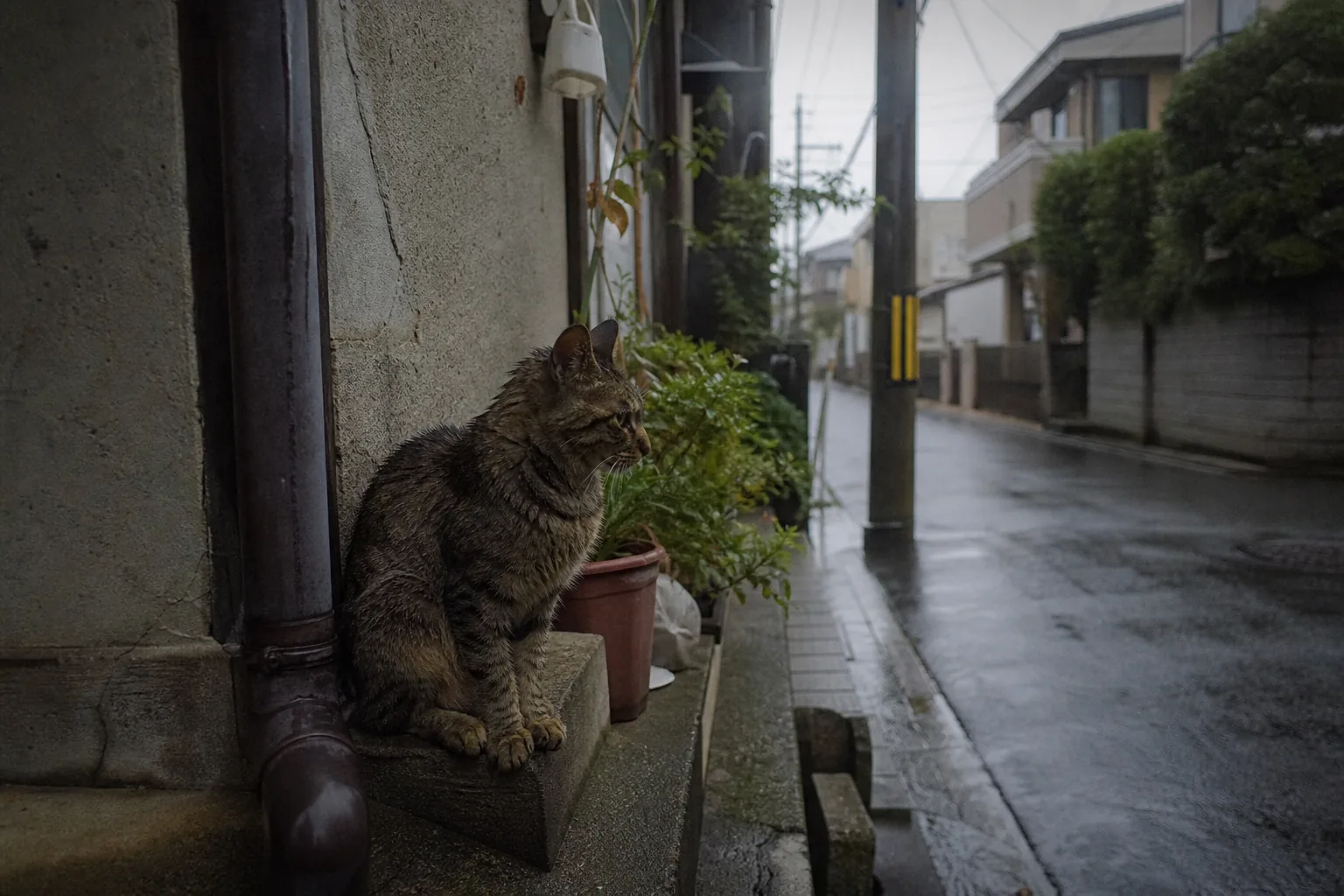 雨の日、古い家の軒下で雨が止むのを待つ猫